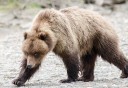 Photo of Brown bear looking for fish